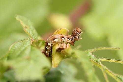 Erannis defoliaria